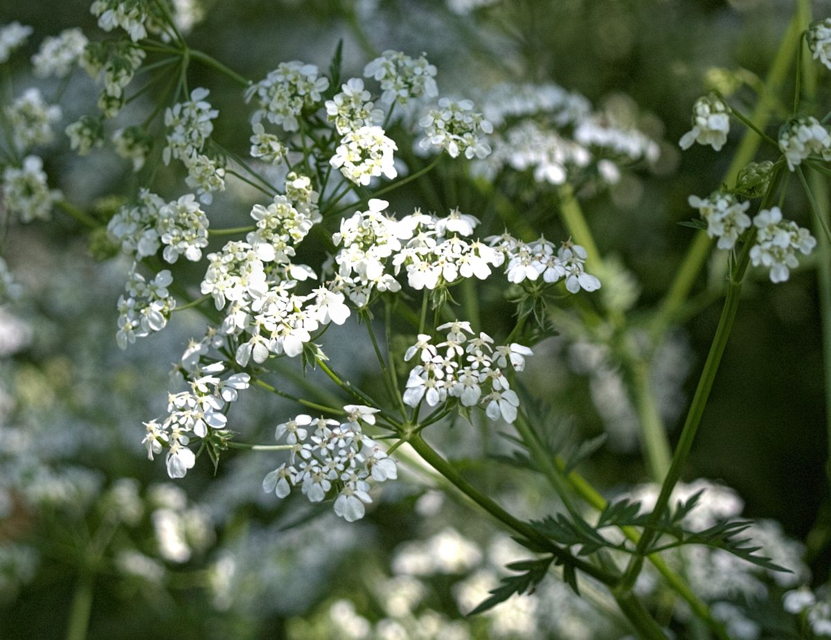 Achillea millefolium ? no, Apiacea